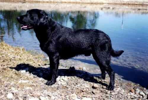 Doindogs Jet of Kerrybrook.jpg